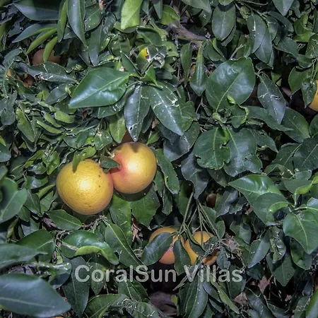 Magic Coral 304 By Coral Sun Com Pégeia