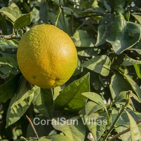 Villa Magic Coral 304 By Coral Sun Com *