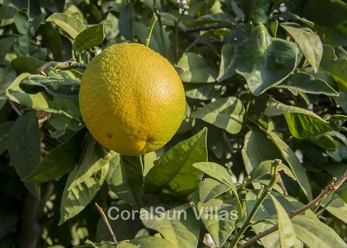 Vila Magic Coral 304 By Coral Sun Com *